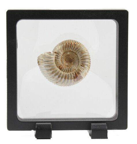 Perisphinctes Ammonite Fossil In Display Case #40005